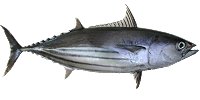 Skipjack Tuna